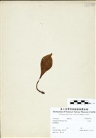 藏品(車前蕨)的圖片